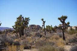 Joshua Tree